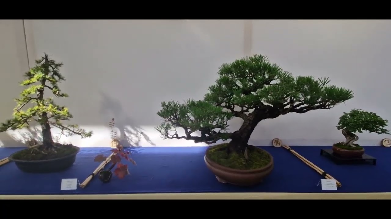 Bonsai in Holstein Ausstellung 2025