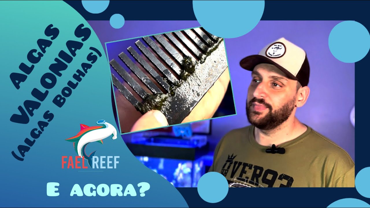 Algas Valonias - E Agora???