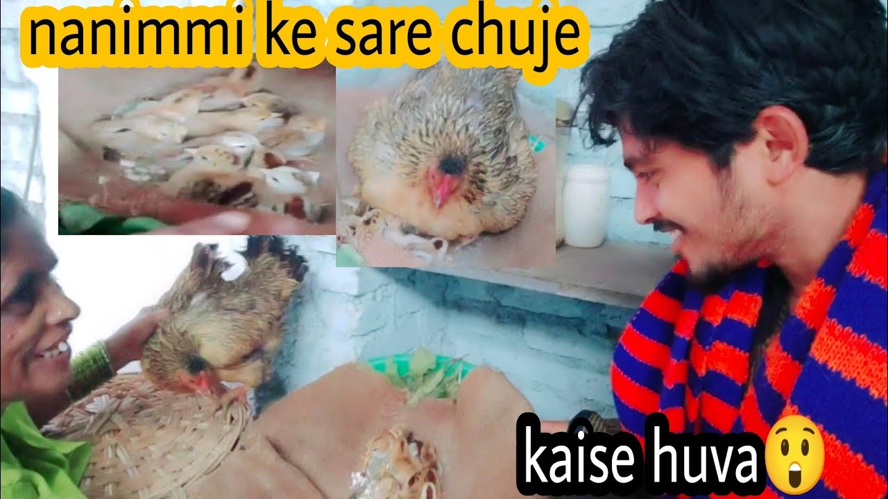 murgi total chicks kaise nikalegi | murgi se saare chuje asani se nikale