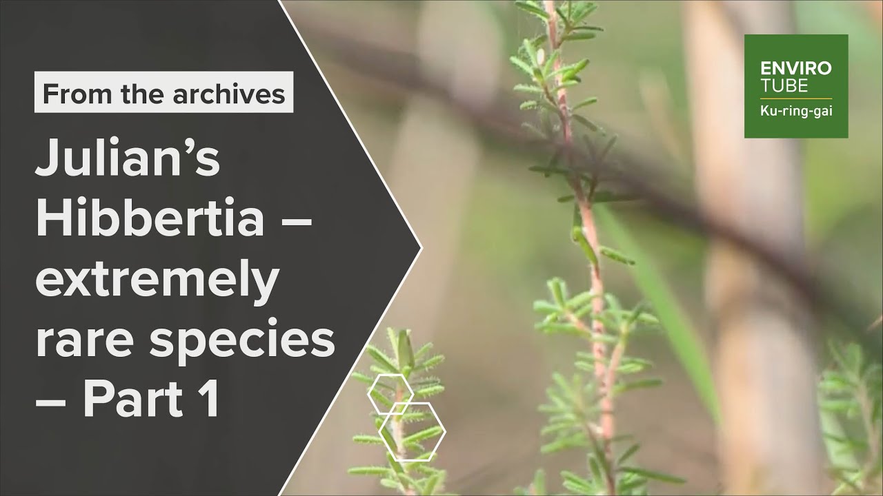 Julian's Hibbertia   extremely rare species   Part 1