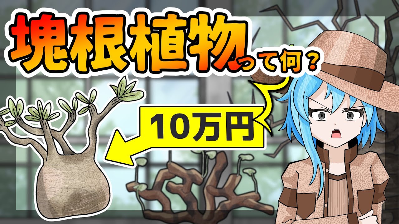 【アニメ解説】塊根植物（コーデックス）って何？大流行中の「塊根植物」をゆるーく解説！【塊根植物・コーデックス】