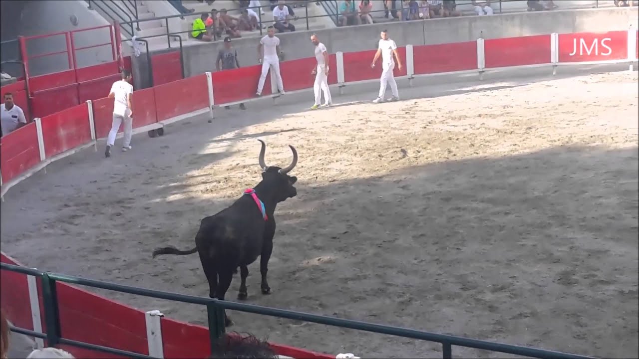 MILHAUD-COURSE CAMARGUAISE-TAUREAUX PISCINE-01 AOUT 2015-Toro piscine