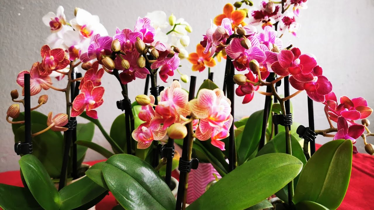 Mini Phalaenopsis