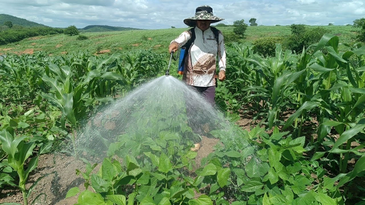 PULVERIZANDO O MEU ROÇADO QUE JÁ JÁ A FARTURA ESTA NA MESA