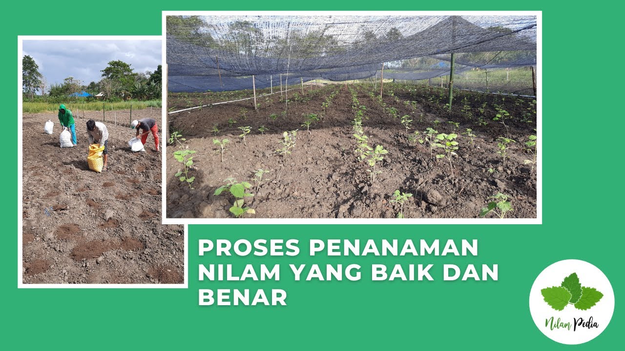 20. Proses penanaman Nilam yang baik dan benar