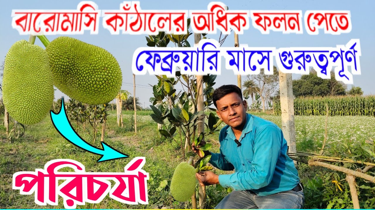 বারোমাসি এঁচোড়ের অধিক ফলন পেতে ফেব্রুয়ারি মাসে অবশ্যই  কি কি পরিচর্যা করতে হবে ? @agriculturediary