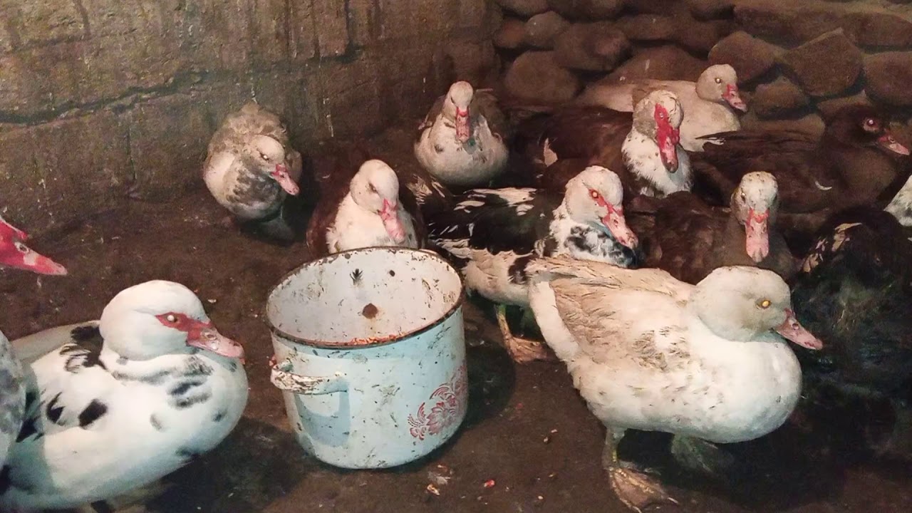 🔴 LAL ÖRDEKLER DE XESTELIKLER GEZIR