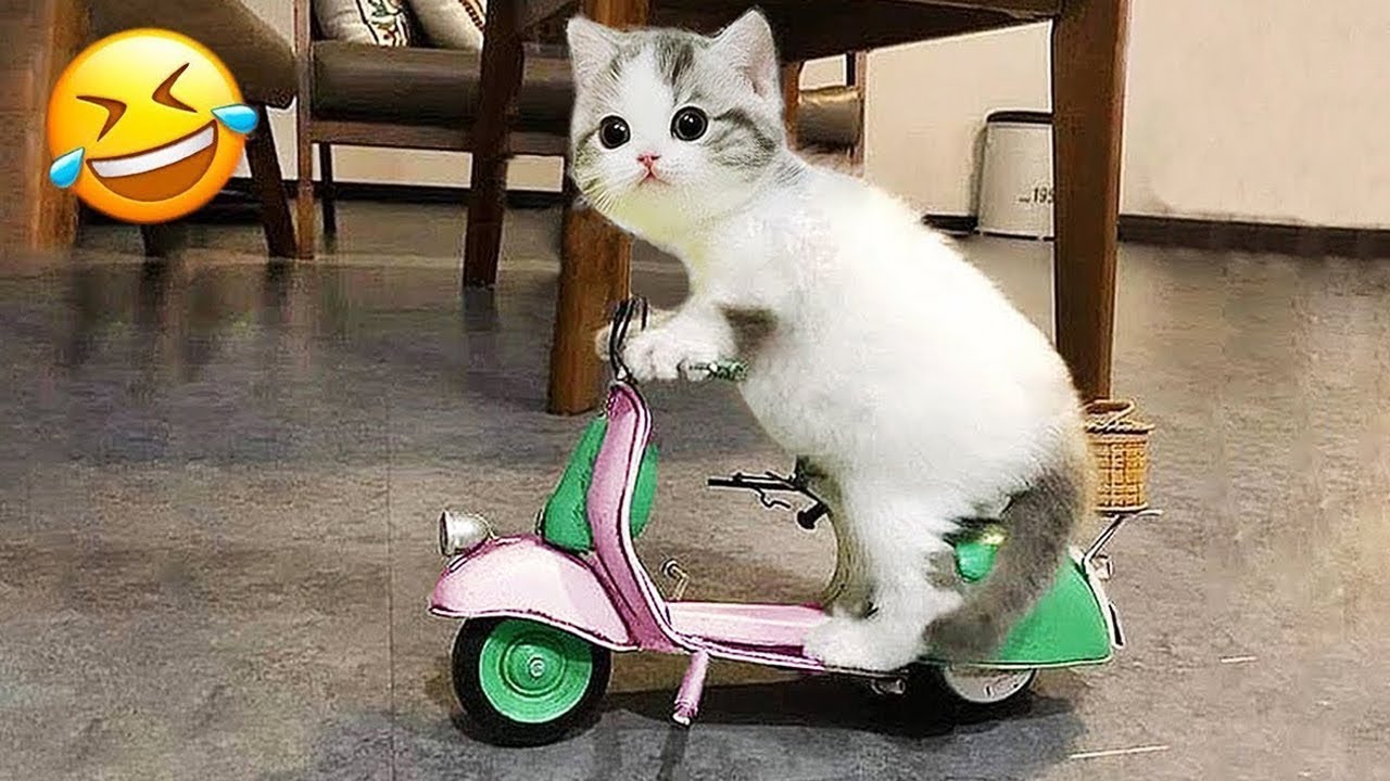 Try Not To Laugh 🤣 Funniest Dogs and Cats Clips 2025 😻🐶