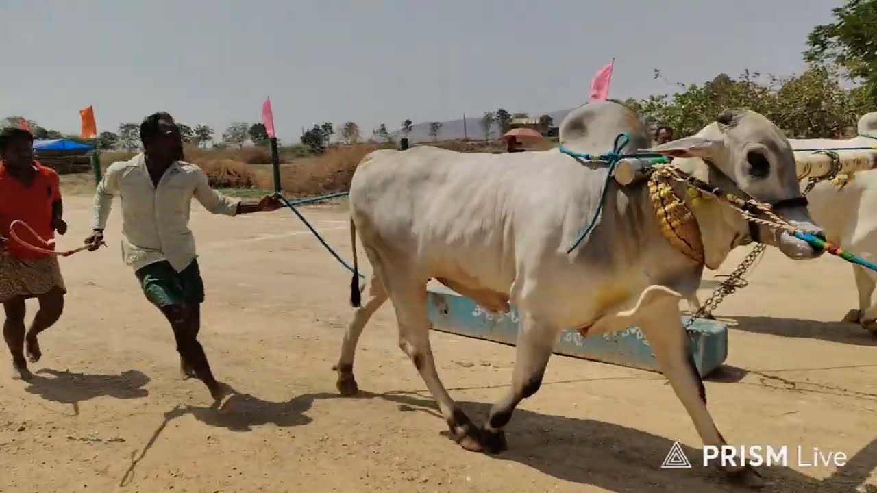నరవ గ్రామం||రెండు పళ్ళ విభాగం 8వ జత 5-3-2026💥💥