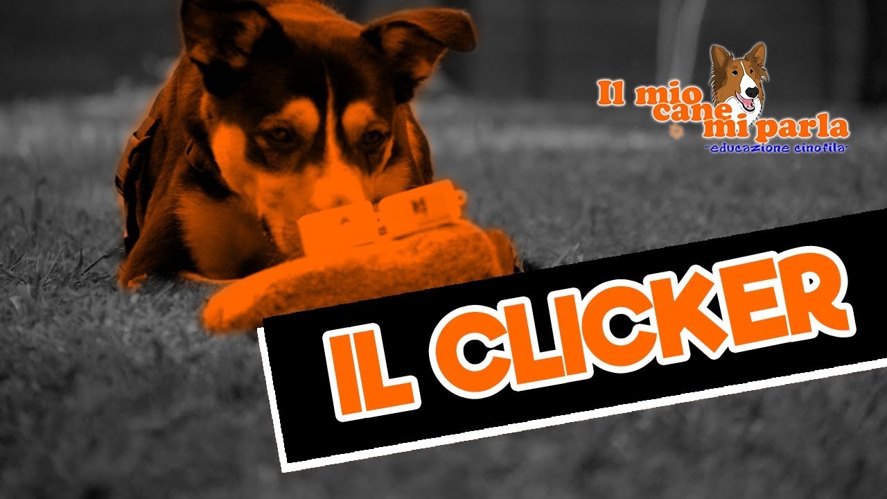 Come insegnare il clicker al proprio cane