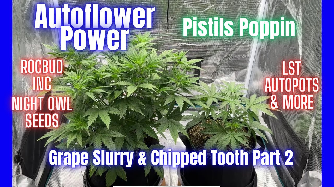 Autoflower Power: Grape Slurry & Chipped Tooth Take Off! Part 2 | Pistils Poppin-LST in Full Effect