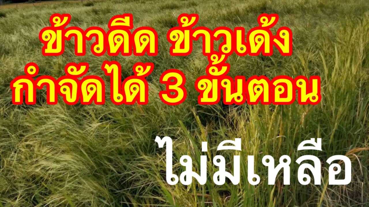 สามขั้นตอน กำจัดข้าวดีดข้าวเด้ง