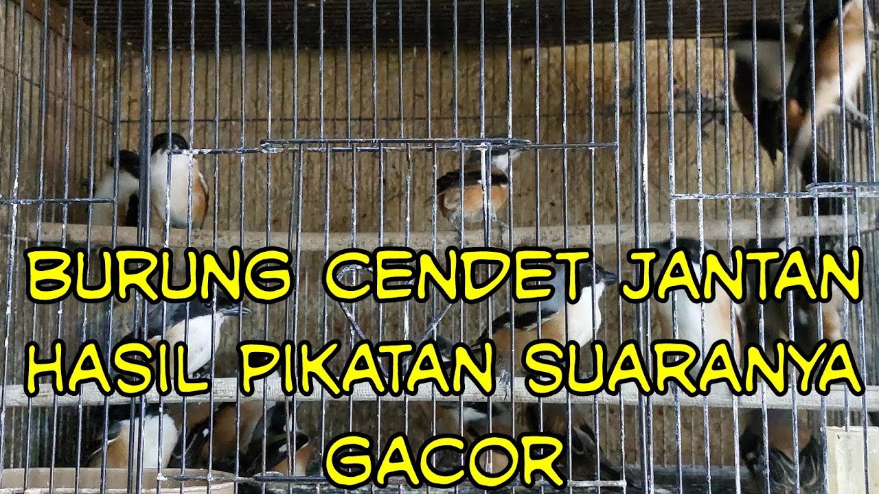 Burung Cendet Jantan Gacor..Coba Dengarkan Suaranya.........