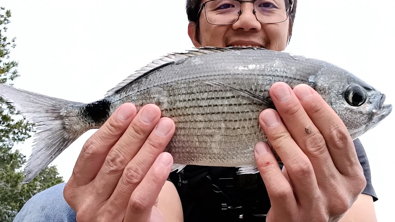 Je relache le Sar en vidéo. Pêche de Grosses Oblades.