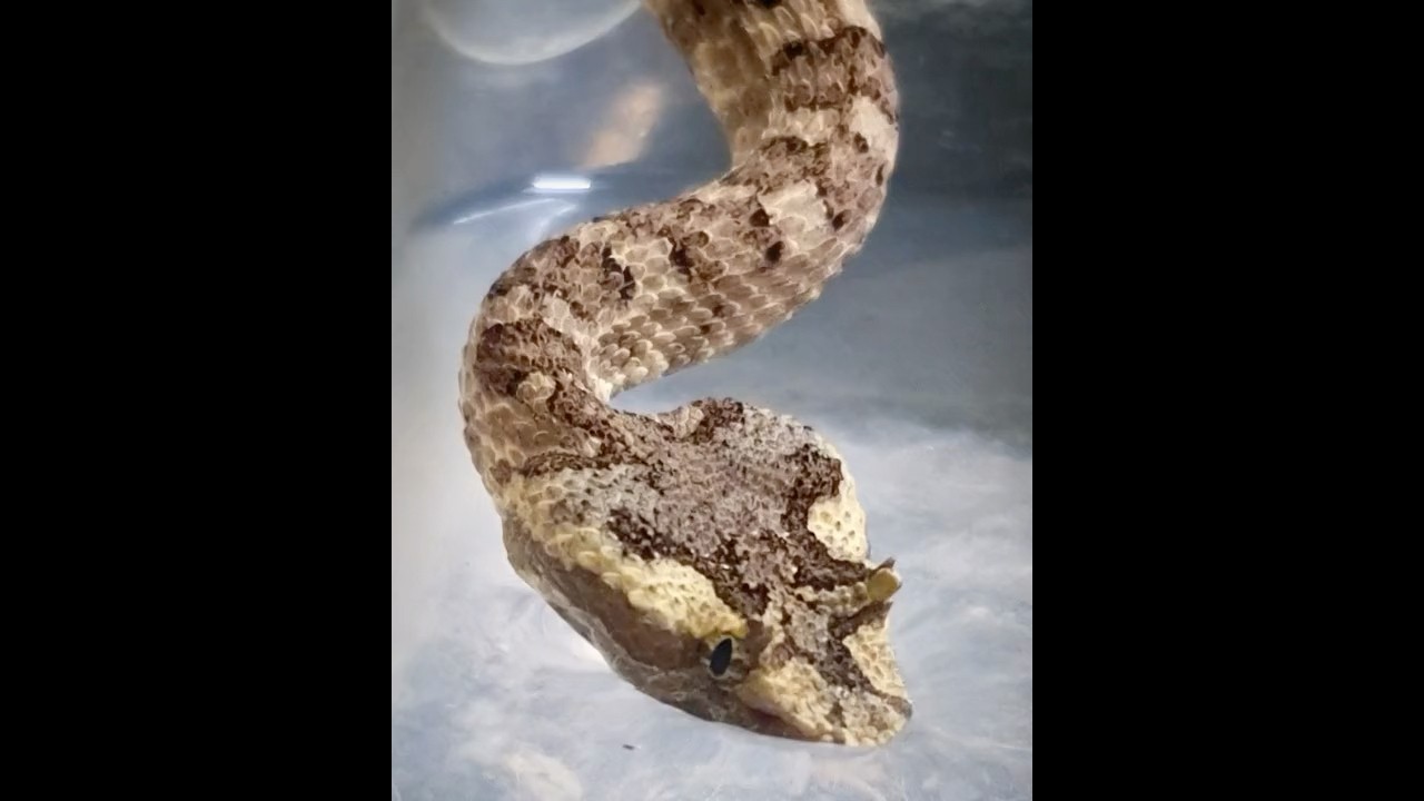 Protobothrops cornutus | Venomous snake drinking (close video) 🐍