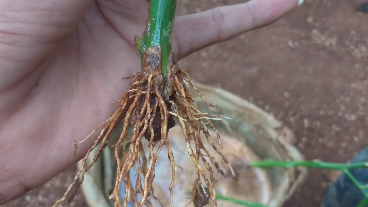 Berhasil stek batang jeruk full akar dengan teknik modern