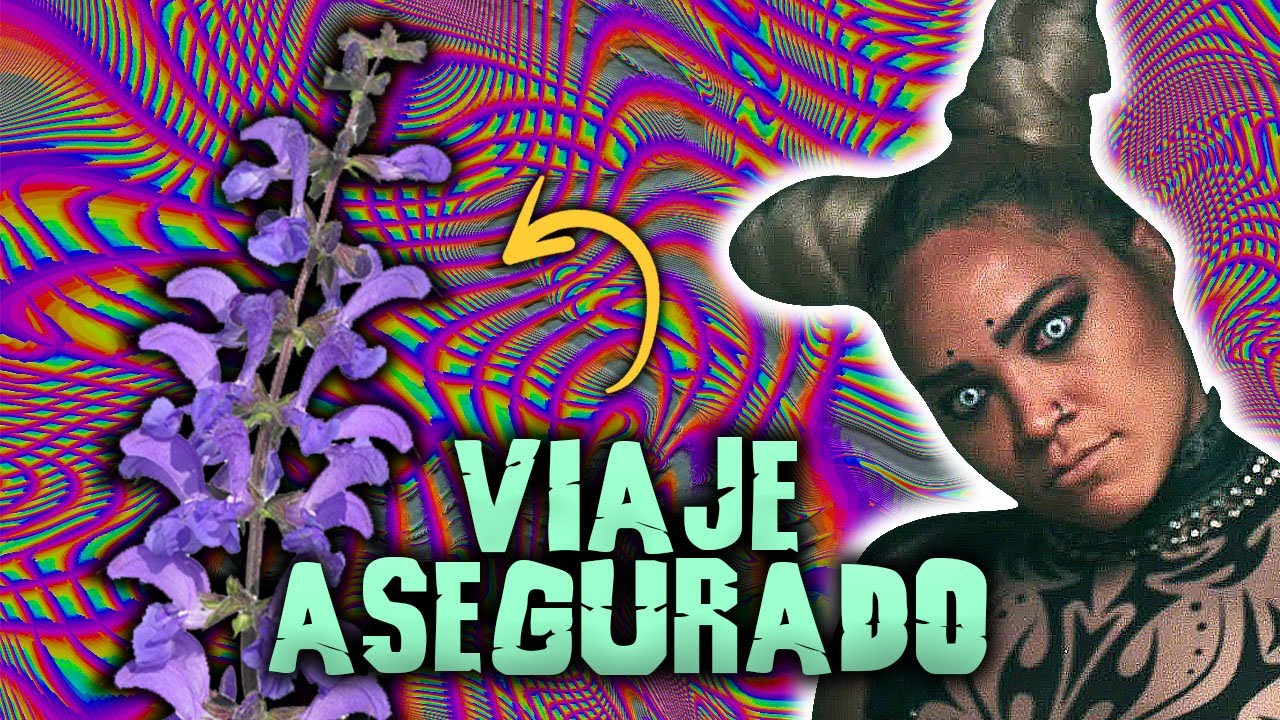 Salvia: La CIENCIA detr&aacute;s de los PSICOD&Eacute;LICOS
