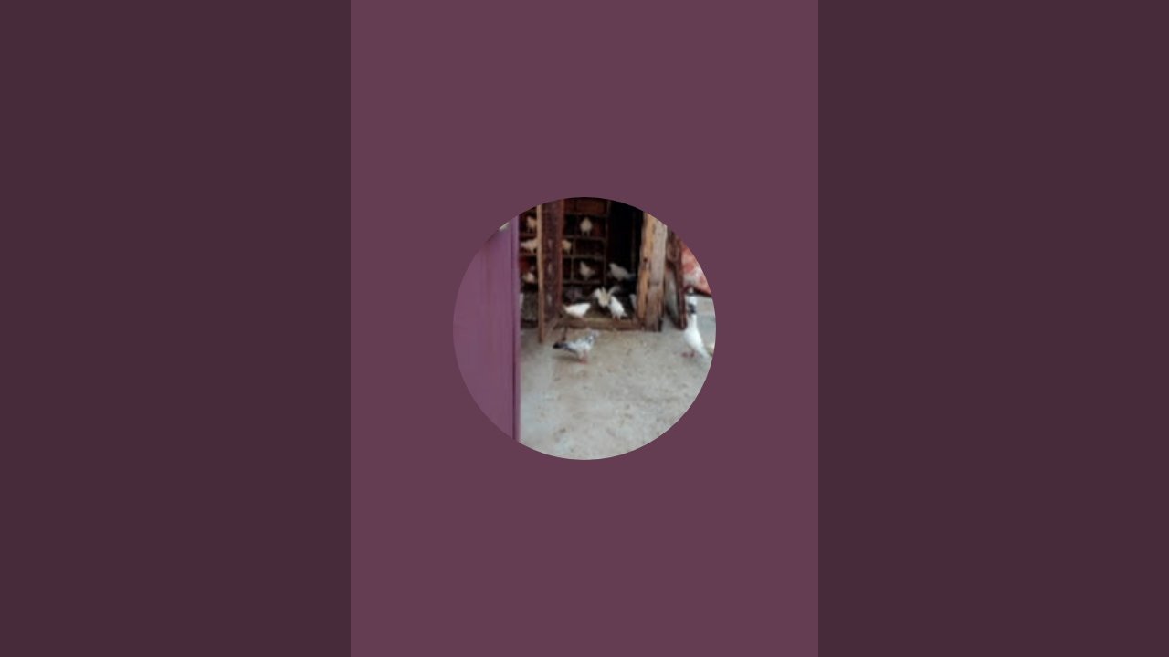 jindagi jind jaan kabootar is live!