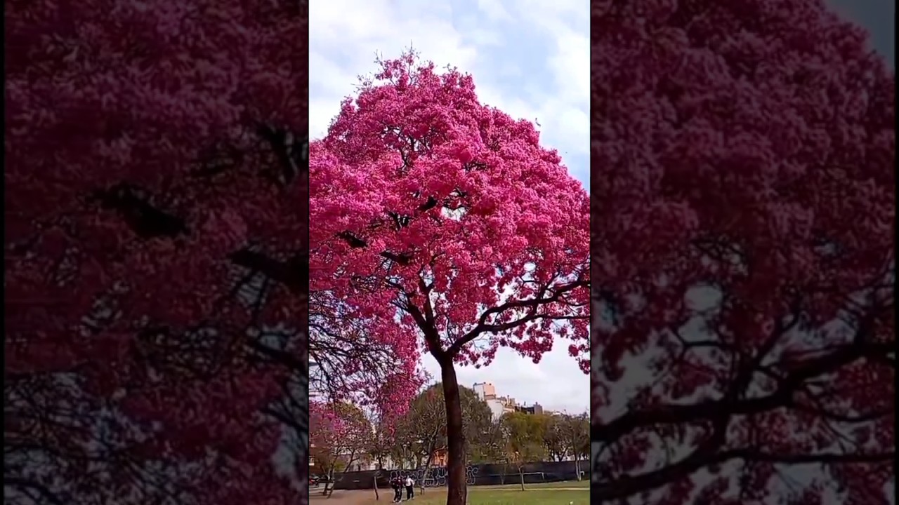 Lapacho rosado: El comienzo de la primavera #&aacute;rboles #arbol #tree