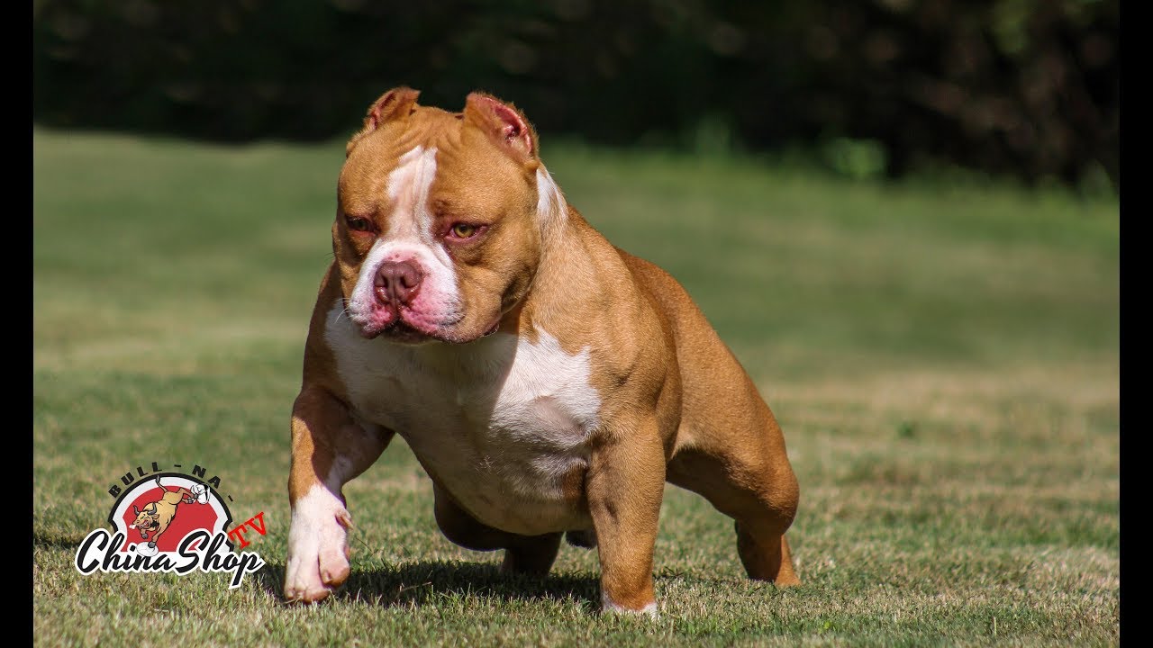 Atlanta Kennel: The People and Dogs Behind the Pocket Kings of the South