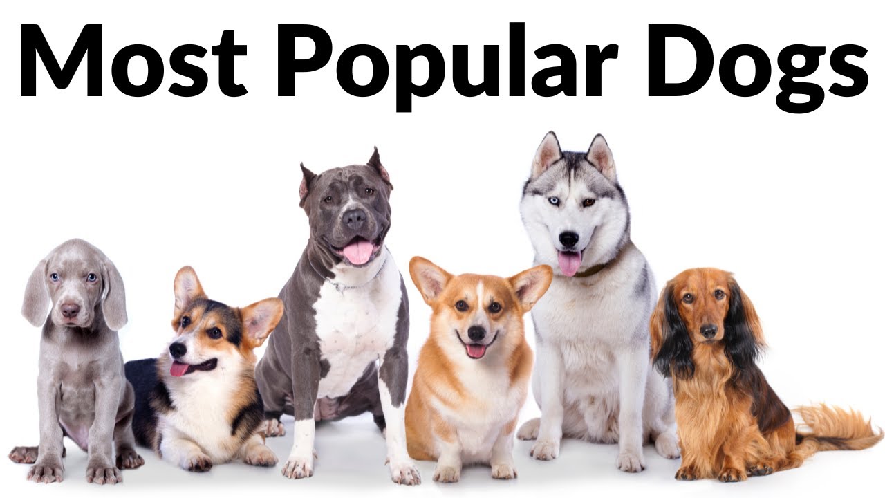 Top Dog Breeds of 2023