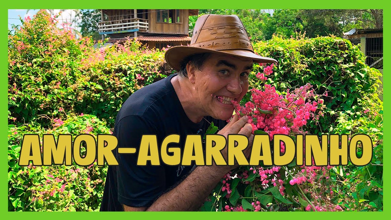 VOCÊ CONHECE O AMOR-AGARRADINHO? A PANC ROMÂNTICA E MEDICINAL