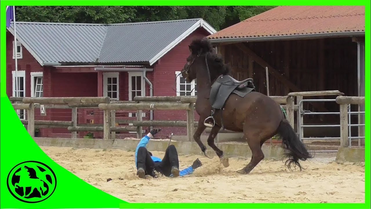 Haltung und Training von Islandpferden (Trailer)