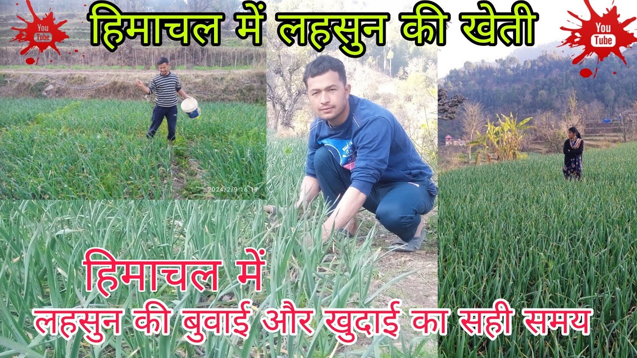 हिमाचल में लहसुन की खेती // लहसुन की बुवाई और खुदाई का सही समय // 365 Fun vlog
