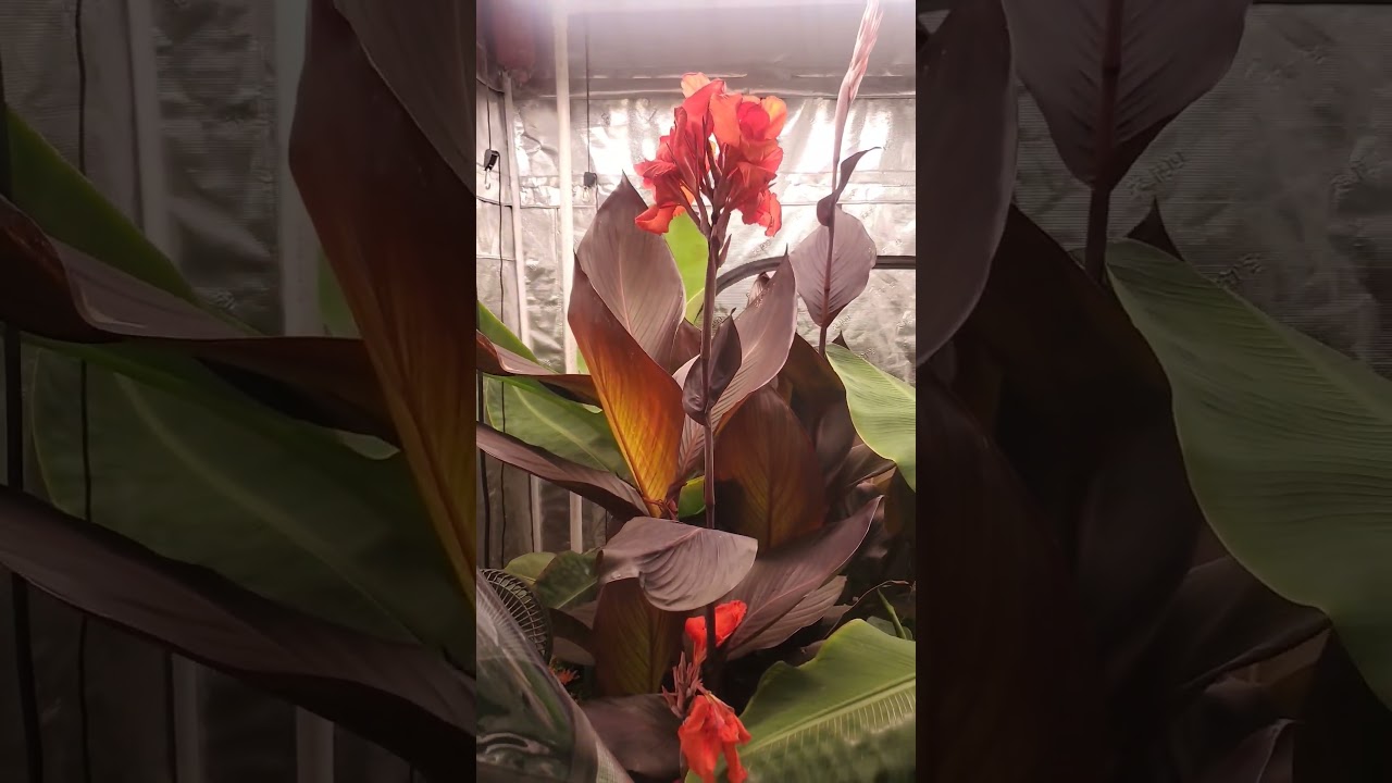 #plants #tent #grow #plantshop #fallvibes