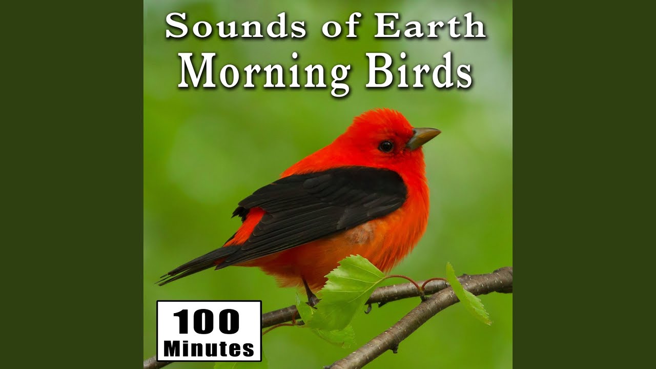 Early Morning Wild Birds Chirping and Activity (Songbirds) (Singing Bird Ambience Sound Effects)