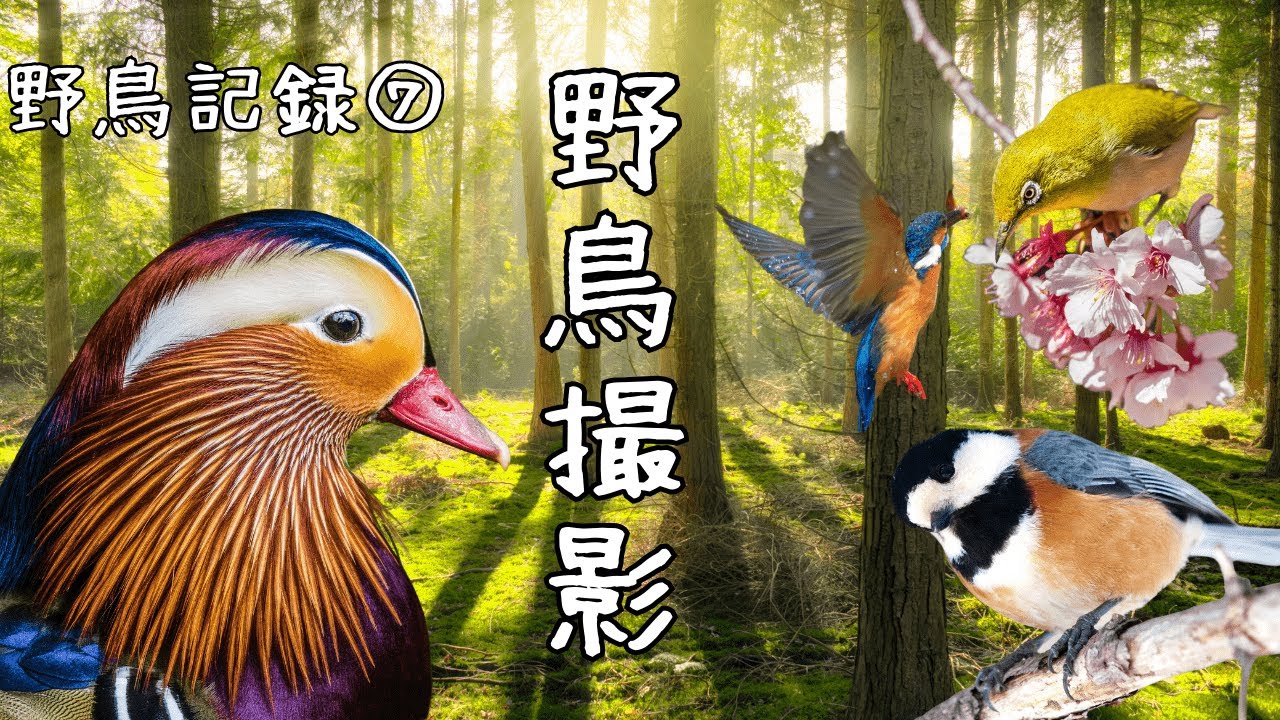 【癒しのひととき】小鳥のさえずりと美しい自然を堪能！野鳥撮影で心も体もリフレッシュ　#野鳥 #野鳥動画 #野鳥撮影