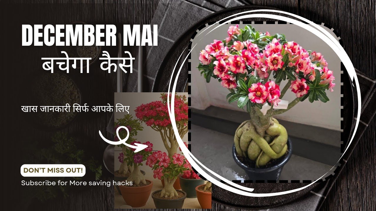 || Adenium plant care in winter ||  ab nhi marega ek bhi adenium 