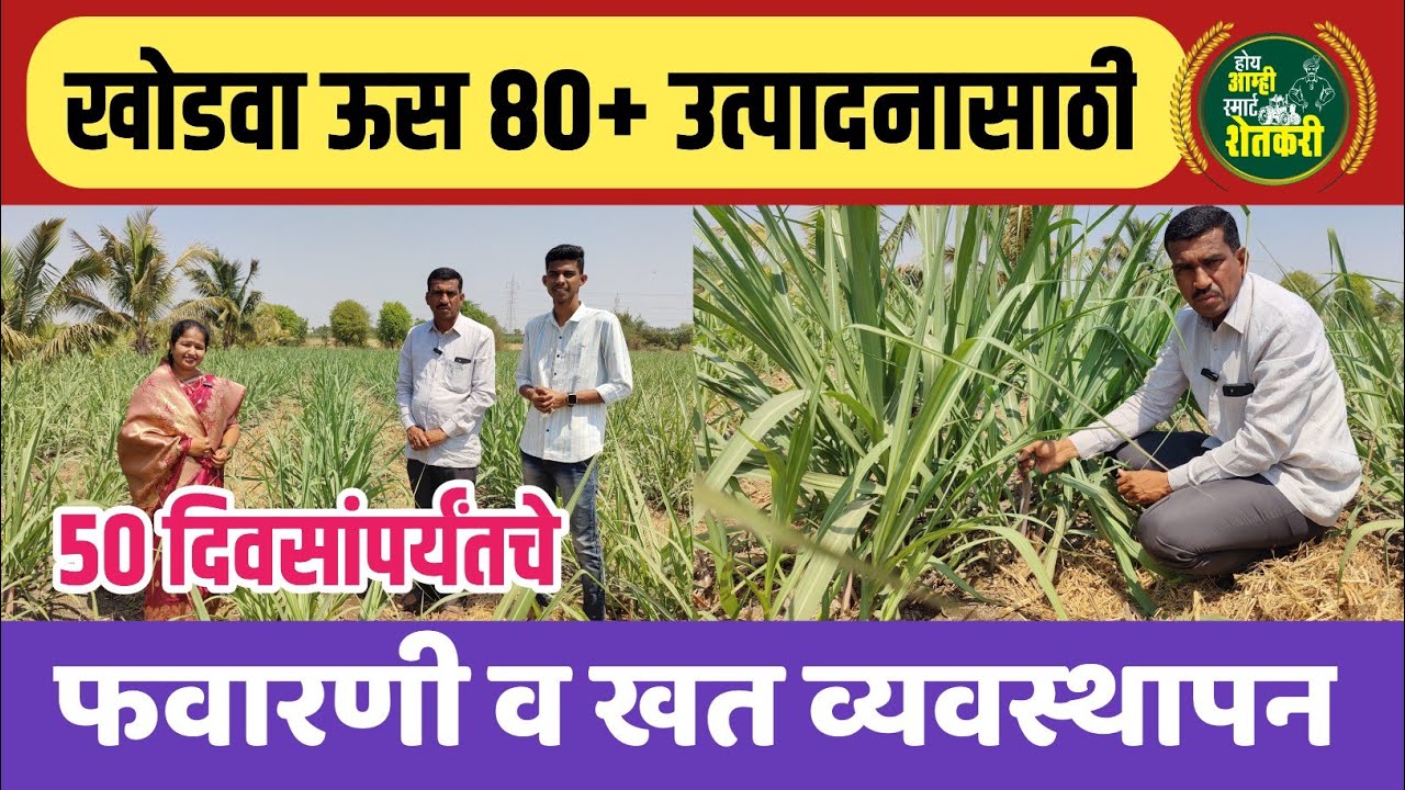 खोडवा ऊसाचे 80+ उत्पादनासाठी 50 दिवसांपर्यंतचे फवारणी व खत व्यवस्थापन | खोडवा ऊस खत व्यवस्थापन