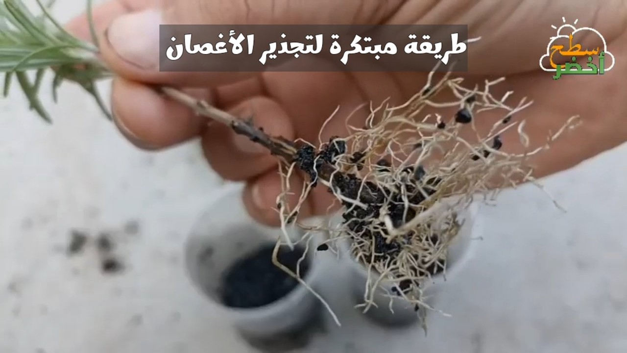 مادة رائعة و ممتازة في تجذير الأغصان و متوفرة في كل بيت 