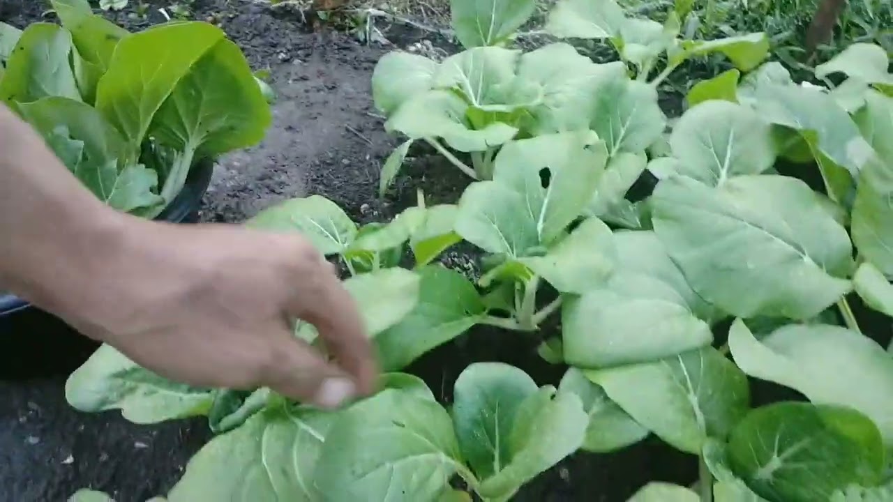 gardening...maghaharvest ng pitchay