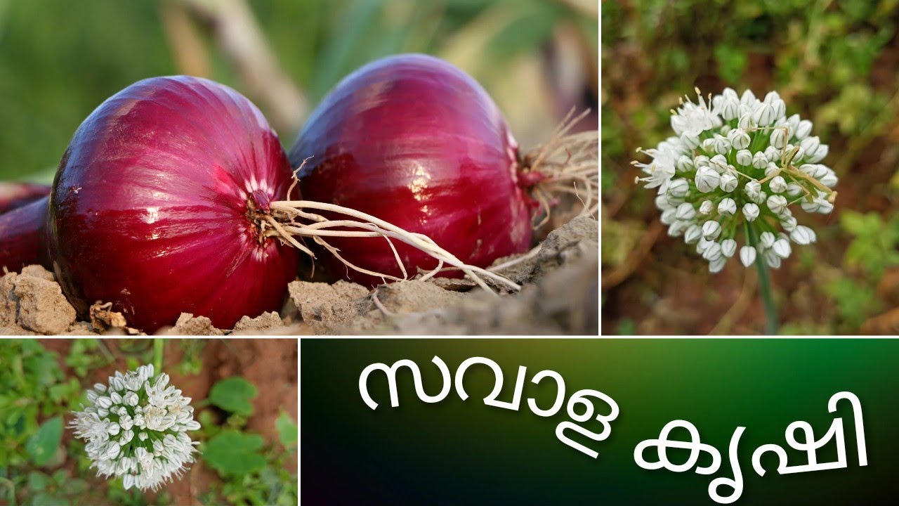 സവാള കൃഷി 🧅🧅🧅🧅!!/Onion Farming/How To Grow Onions/Onion Cultivation/Onion Krishi Malayalam/