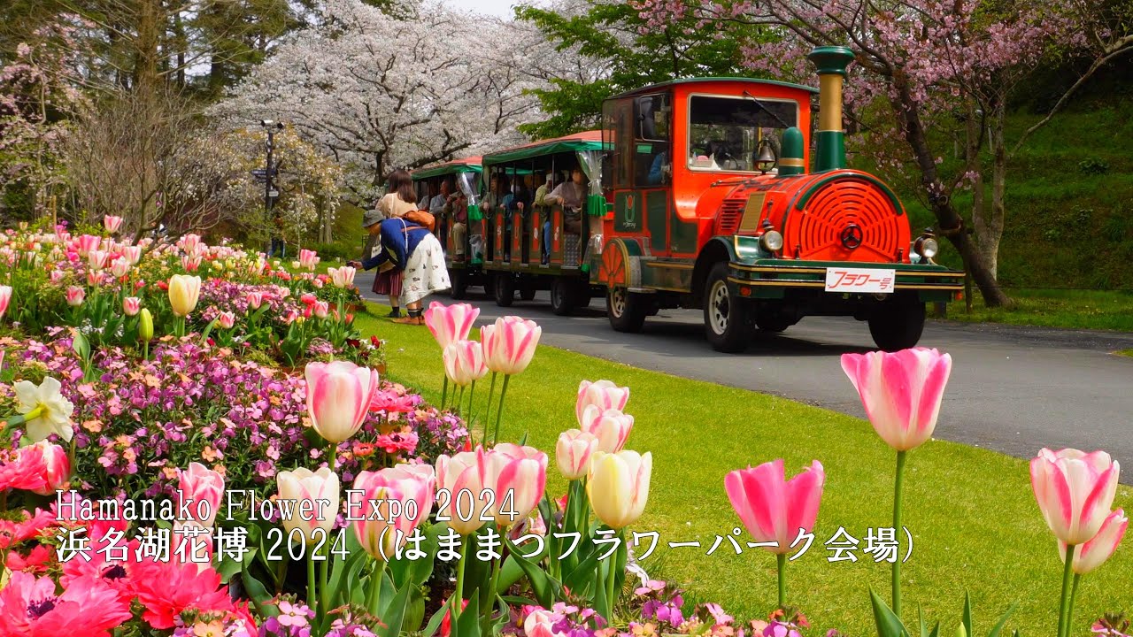 【Hamanako Flower Expo 2024】 Цветущая вишня в полном цвету! Парк цветов Хамамацу!
