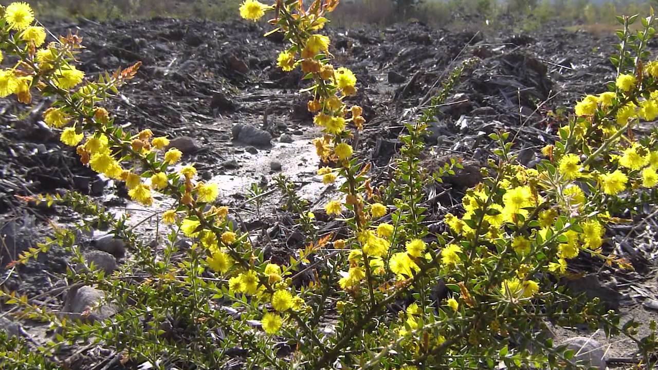 Mine rehabilitation: an ecological rehabilitation case study at Mount Owen Mine, Hunter Valley, NSW
