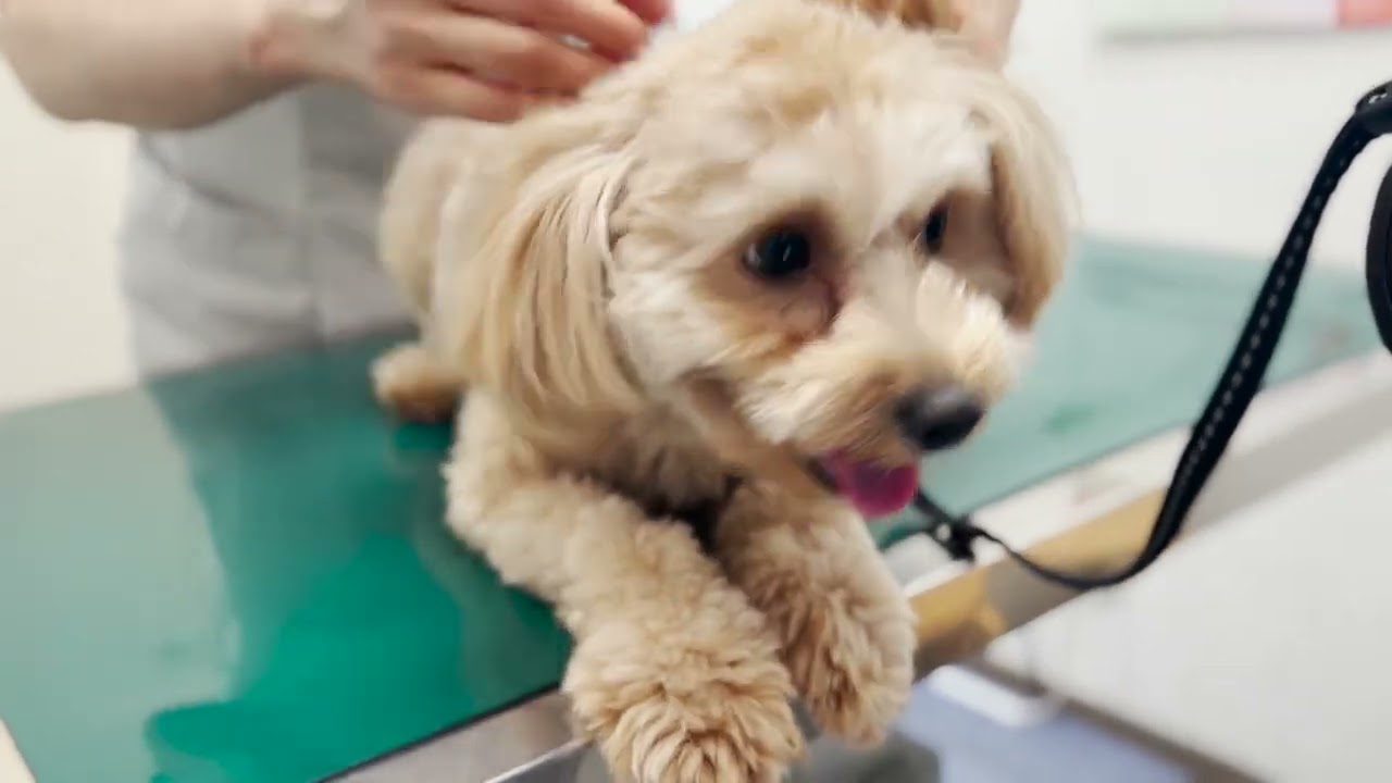 🐶愛犬の狂犬病の予防接種に行ってきました【トイプードル×マルチーズ】