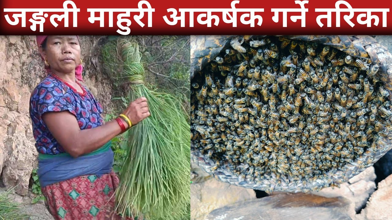 जङ्गली माहुरी आकर्षक गर्ने तरिका||Bee Farming in Nepal||Bee Farming @budhaminu 
