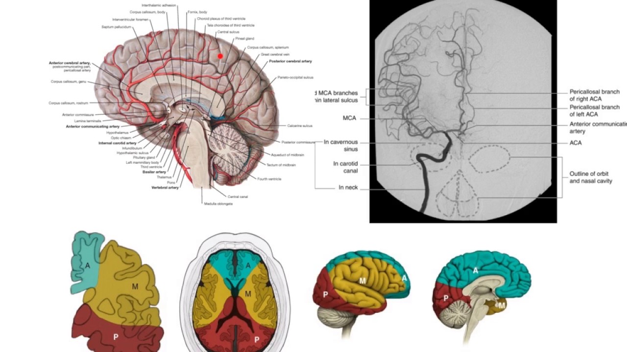 The anterior cerebral artery