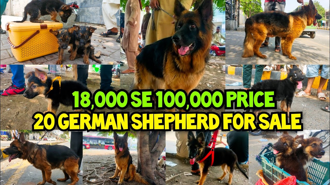 Exclusive Tour of Lahore's Dogs Market 😱 | 💯 Shepherd hi Shepherd a gae ❤️🔥