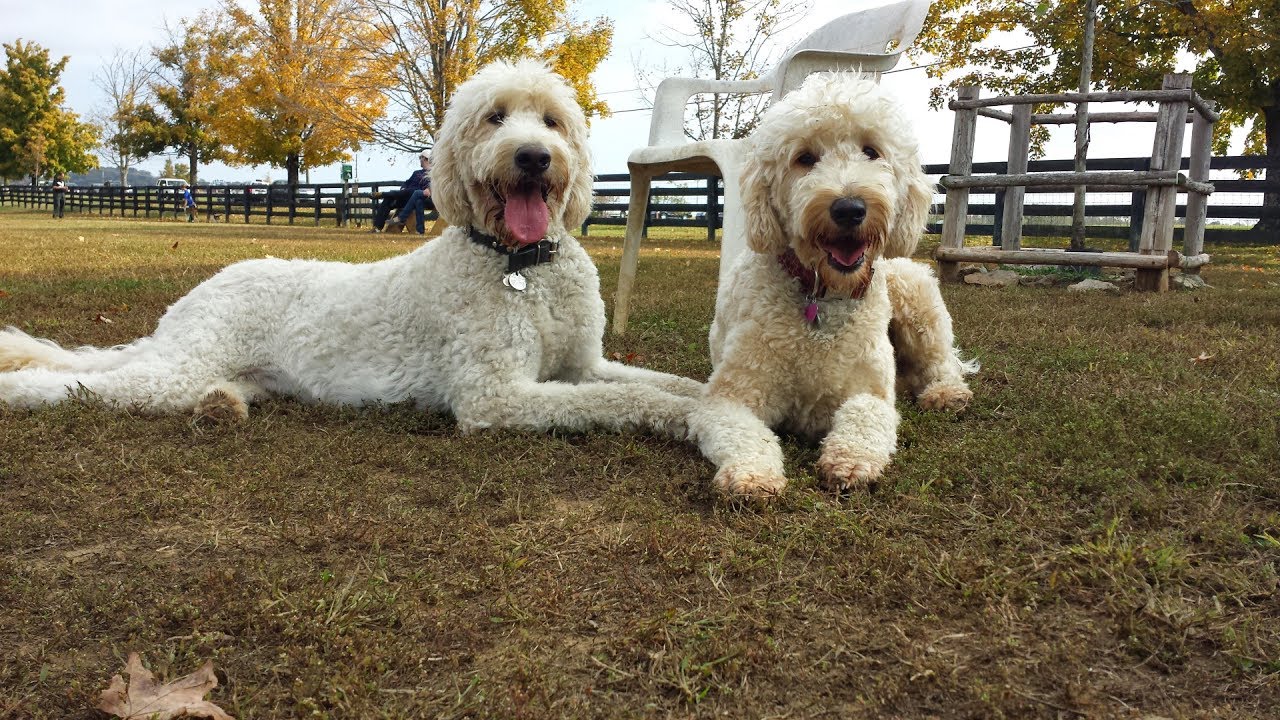 Goldendoodles : Life's an Adventure Video Compilation
