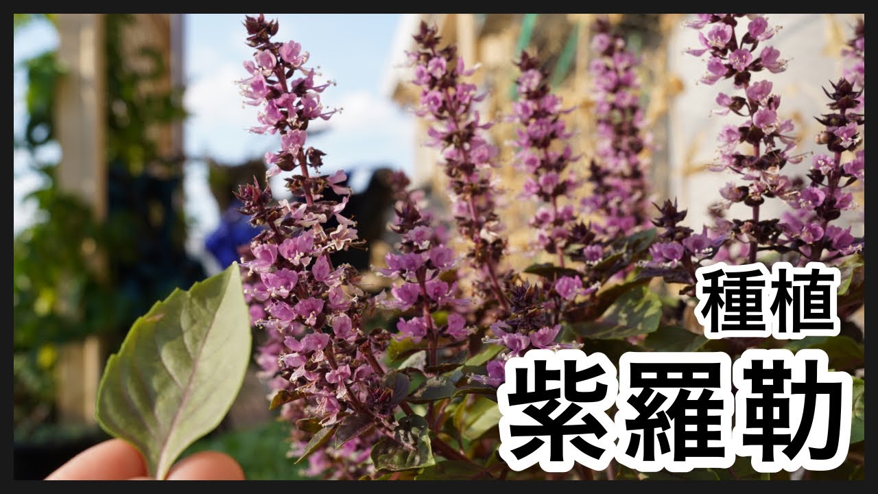 種植 紫羅勒  How to grow Purple Basil