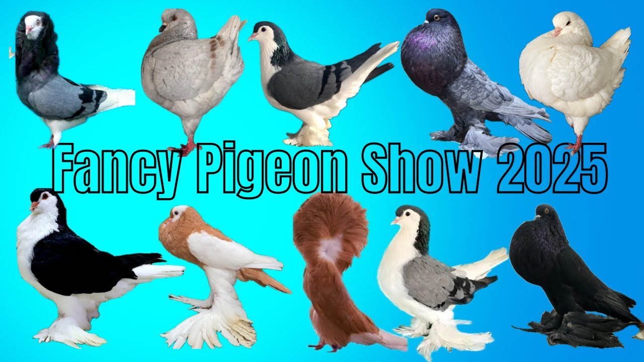UPC PIGEON SHOW 2025 / FANCY PIGEON SHOW KERALA INDIA 🇮🇳