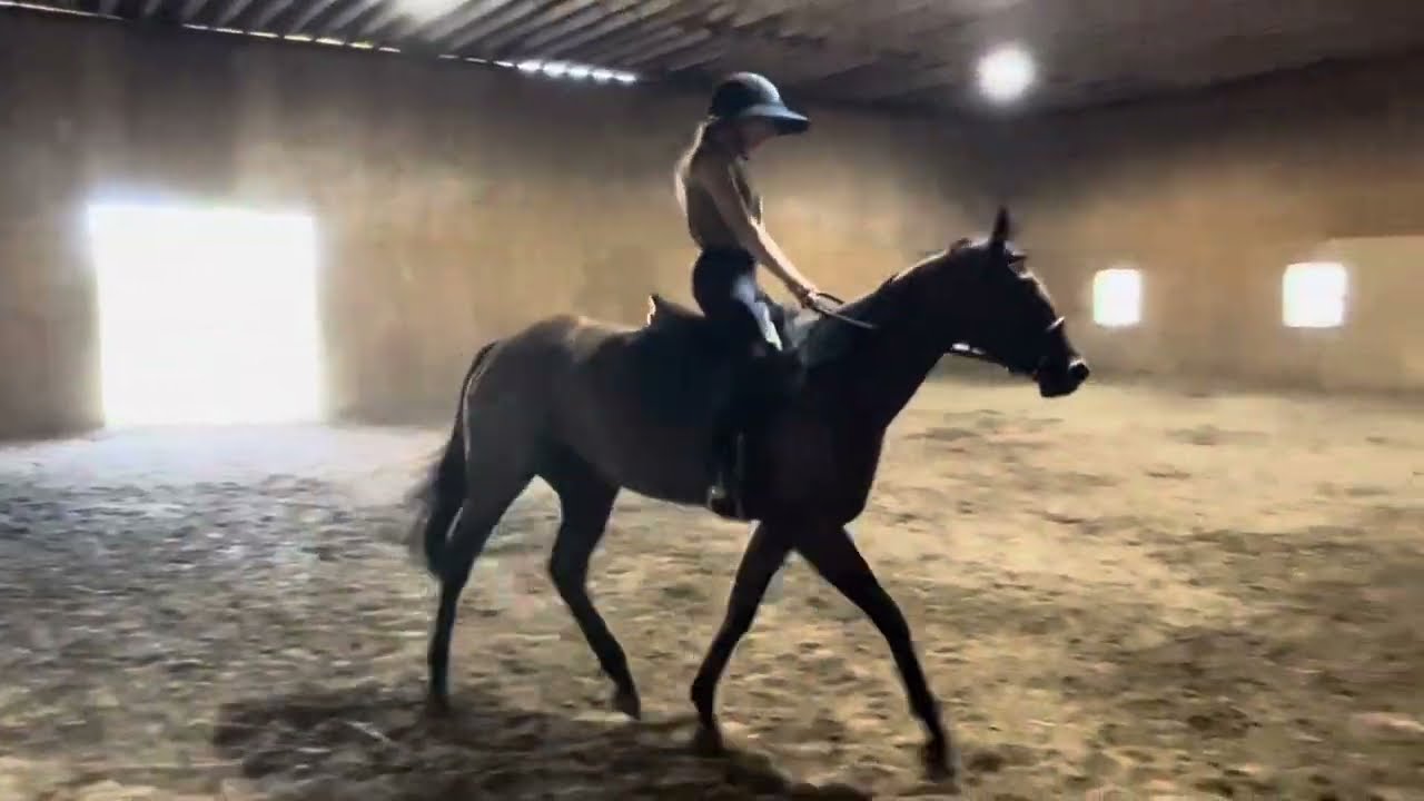 CAIAROSSA (w/t) - Adoptable Thoroughbred Mare - New Vocations Racehorse Adoption Program