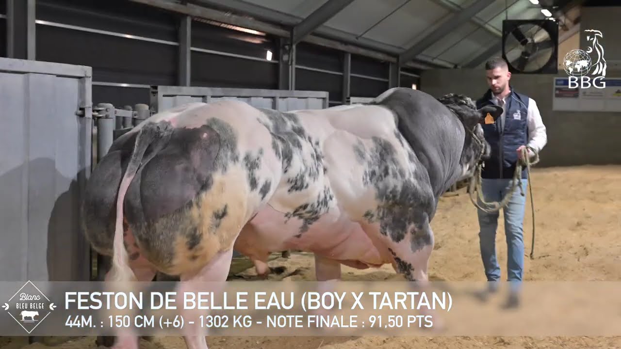 FESTON DE BELLE EAU (2025)