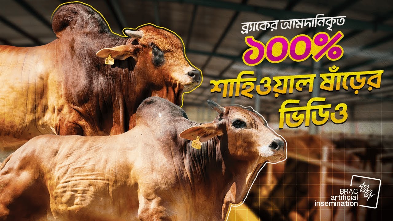 ব্র্যাকের ১০০% শাহিওয়াল জাতের আরো ৬টি ষাঁড়ের ভিডিও | ব্র্যাক কৃত্রিম প্রজনন এন্টারপ্রাইজ