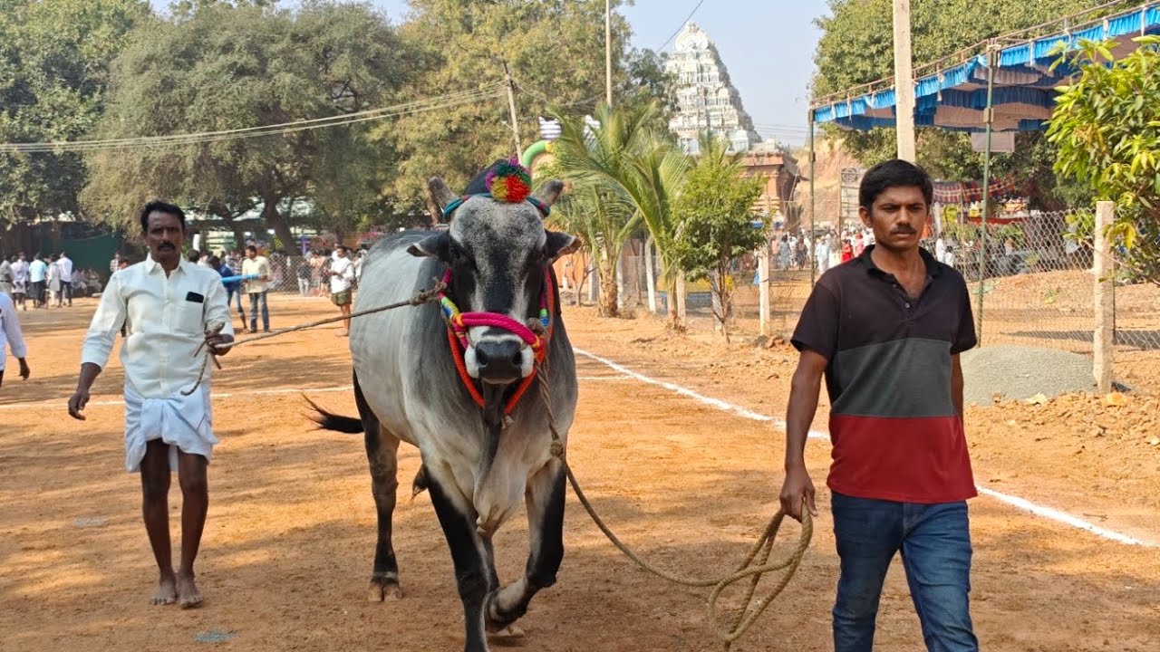 అనిమల ఓల్డ్ కేటగిరి విభాగంలో 1వ జత