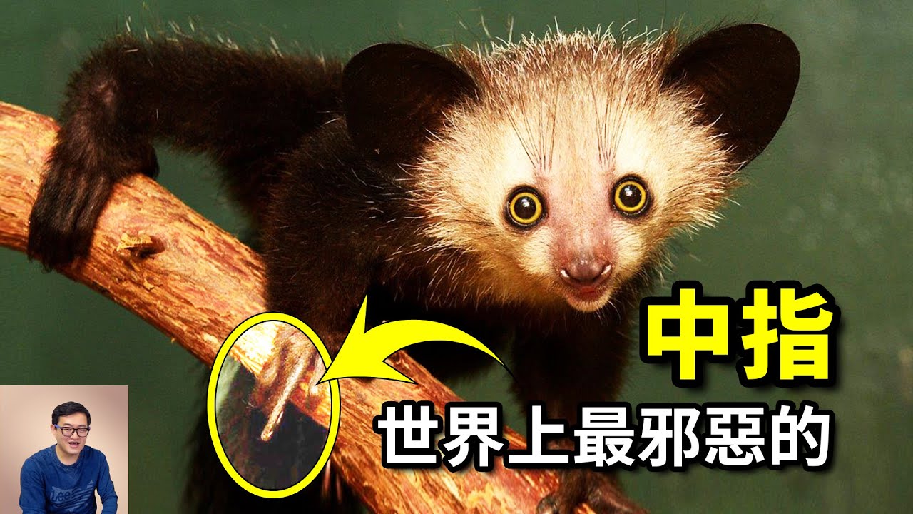 指猴避開類人猿獨立進化，長出了世界上最「邪惡」的中指，那些5000萬年前分道揚鑣的猴子們！【老肉雜談】#動物 #野生動物 #非洲 #猴子 #monkey
